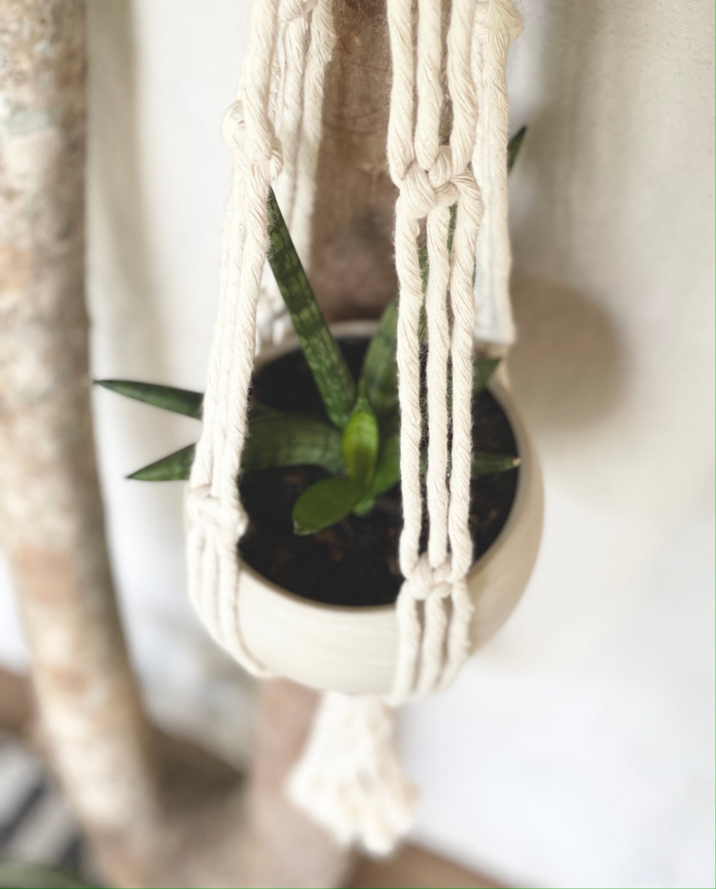 Eden Color-block Macrame Plant Hanger